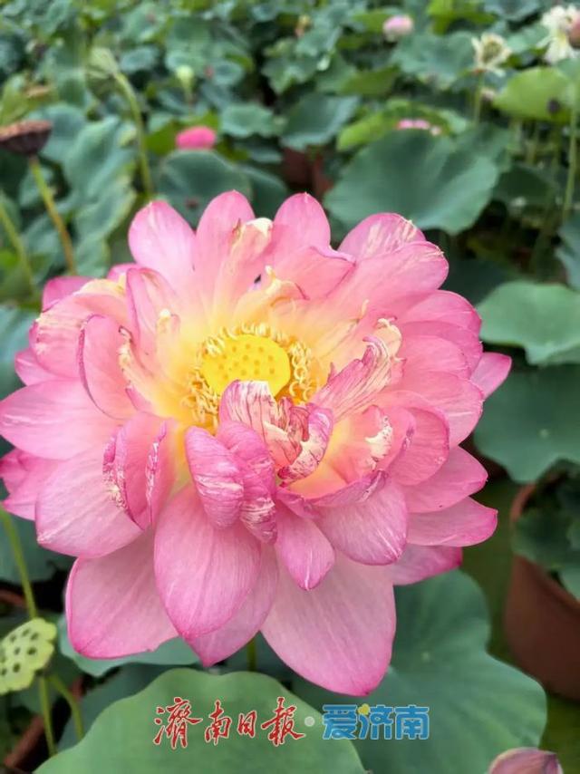 一年四季 泉在济南｜济南第39届荷花艺术节启幕，邀您共赏湖畔荷韵盛宴！
