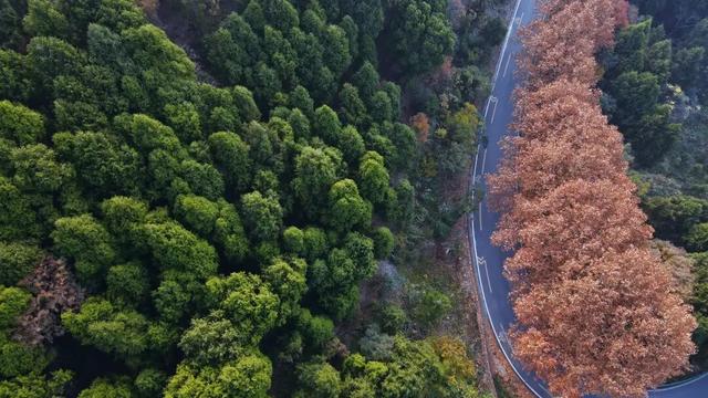 美！金堂这条梧桐大道，来一次就爱上！