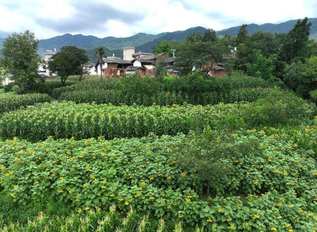 自在嵩明丨层峦碧水、林间野趣、美食垂钓……近郊旅行就来杨桥西山大村子