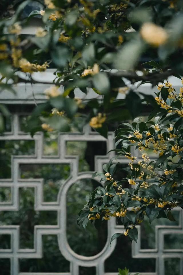 乘高铁赏秋景！从上海前往这些城市1小时内即可抵达