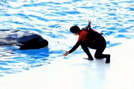 “忙啥呢？”“给虎鲸搓澡呢！”图片