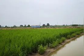 促进农业高质高效 推动乡村全面振兴——我国加快建设宜居宜业和美乡村图片
