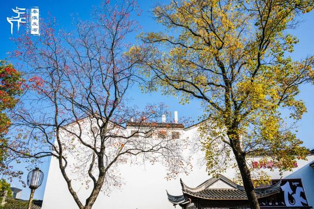 秦淮花事｜乌桕斑斓，半城秋色入画来