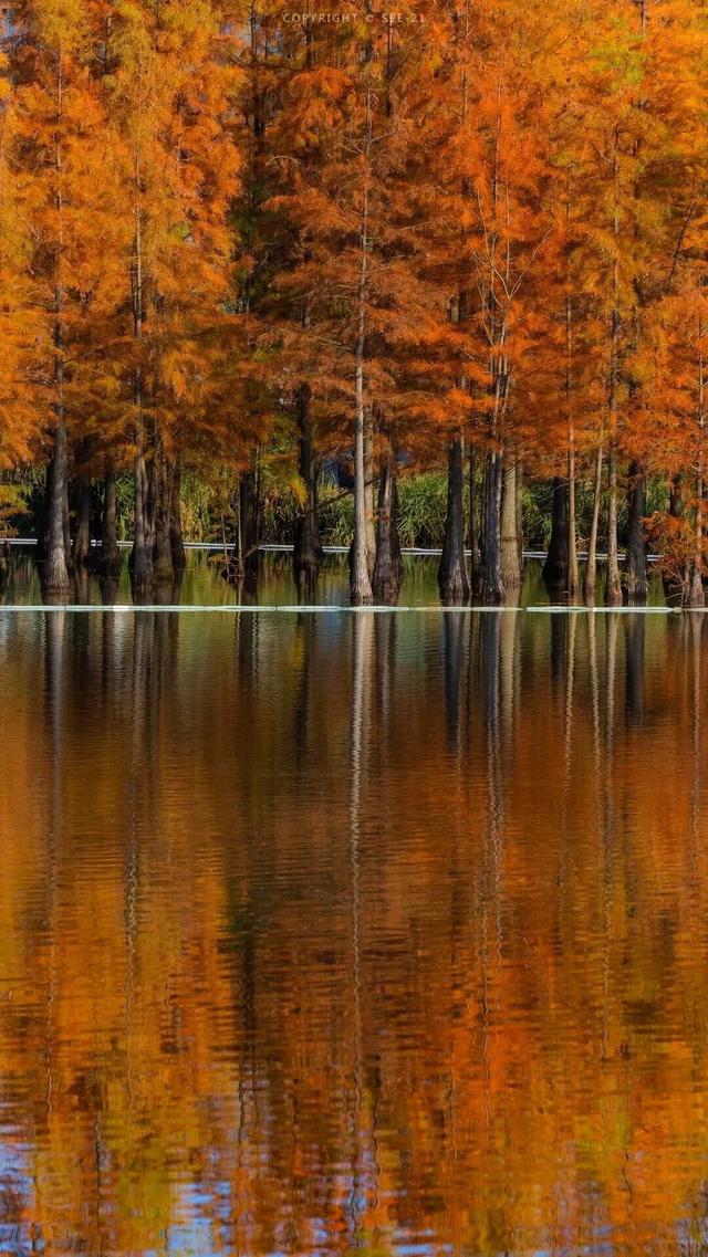 成都限定红！水杉最美季节上线，赶紧打卡