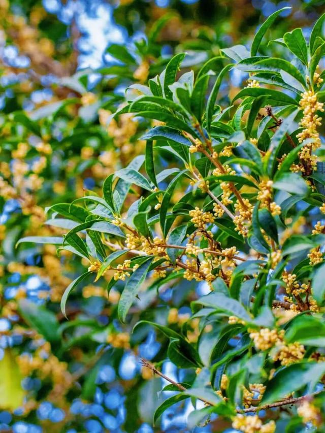 南宁秋日赏花攻略，带你一键解锁这份限定版的秋花图鉴！