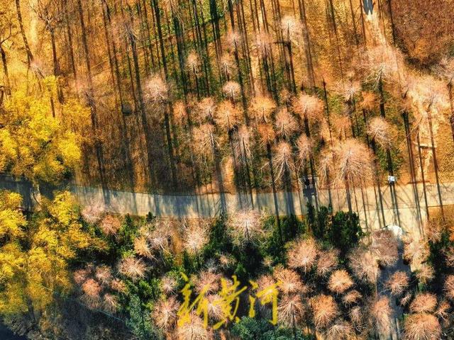 冬日“秋景” 济南森林公园彩叶斑斓宛若巨幅油画