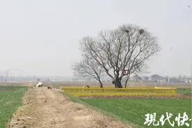 盐城“夫妻树”依偎百年，还有了“孩子”图片