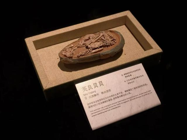 与恐龙共舞的午后：1月16日12点「看东方」直播开启自然博物馆的隐秘叙事！