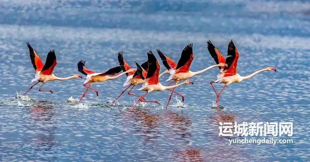 运城九大观鸟胜地邀你共赴冬日童话～