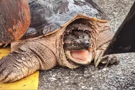 路边惊现“巨龟”？千万别放生！图片