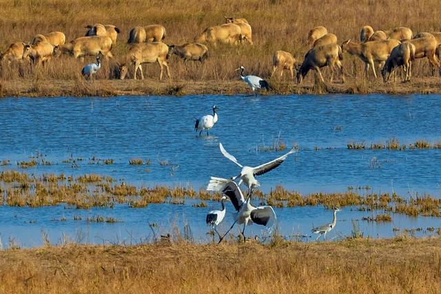 追逐秋色三千里：从北疆到徽州