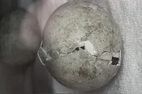 喜讯！广州唯一南极企鹅种群企鹅宝宝破壳降生图片
