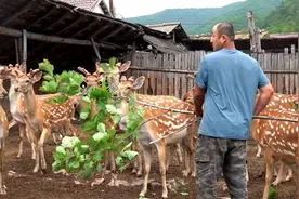 安图：梅花鹿变身村民“致富”鹿图片