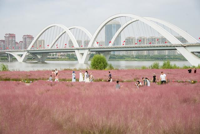 临沂：河湾公园粉黛花开如云似霞