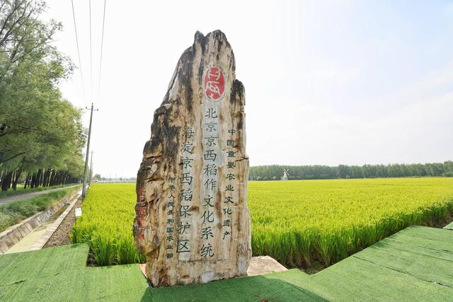 海淀京西稻田：浅秋限定的清新画卷