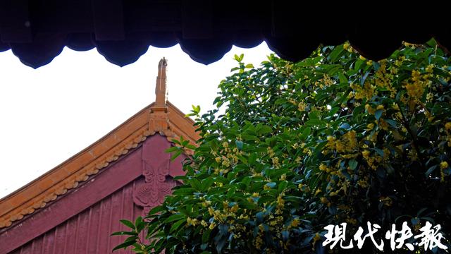 南京朝天宫的秋天，空气在“发糖”