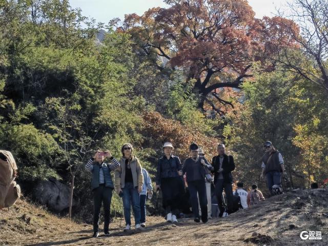 赏叶正当时！崂山这株古槭树走红