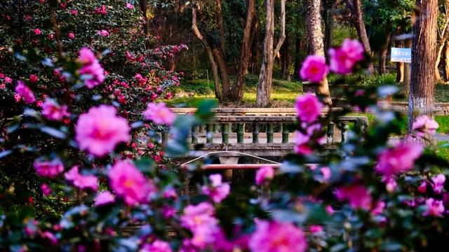 闭眼出片！武汉植物园茶梅进入最佳观赏期 这份浪漫攻略请收好