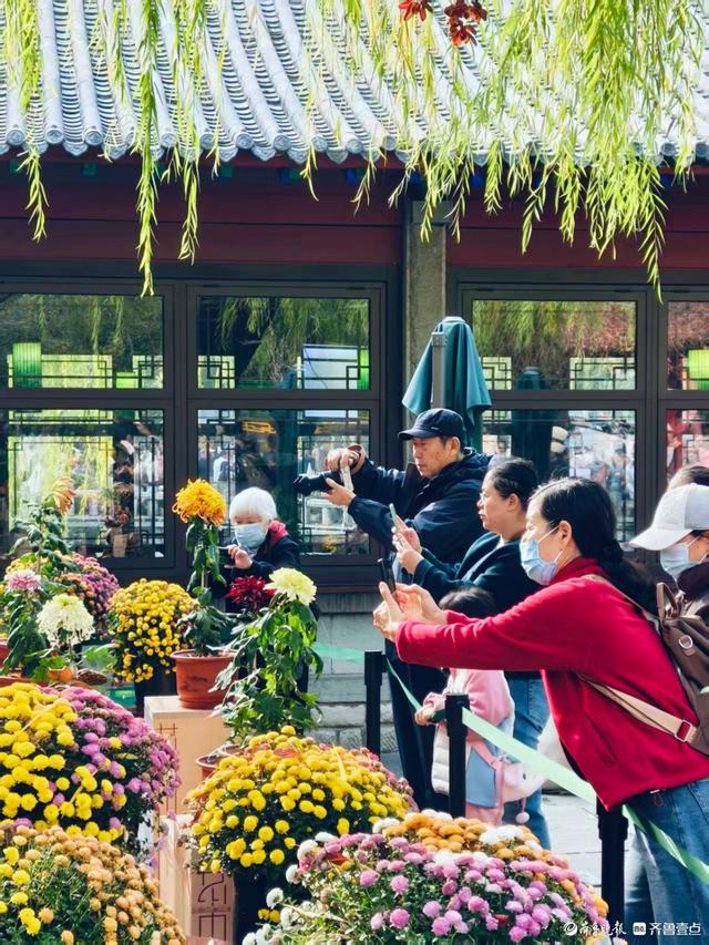 趵突泉菊展花开正当时