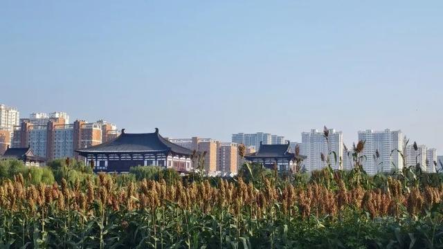 定鼎门旁这片高粱红，已经藏不住古都的秋意了