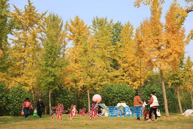 一年四季 泉在济南丨济南森林公园银杏“披金装”，氛围感拉满