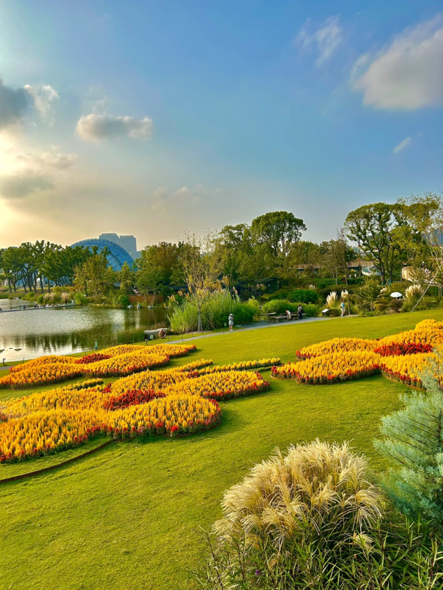 向日葵花海、满园桂花香！上海这个免费公园秋日氛围拉满→