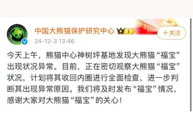 突发！大熊猫“福宝”出现状况异常图片