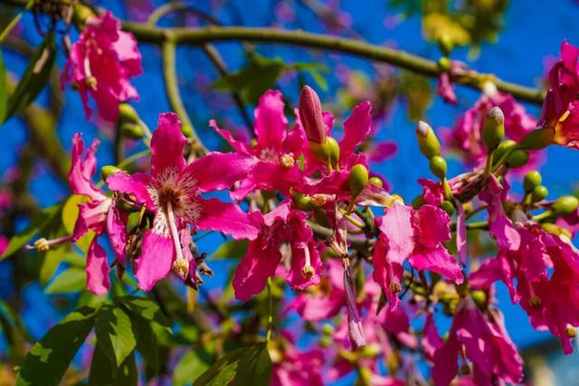 7000㎡粉黛花海+ “粉色童话世界”！深圳秋天必打卡→