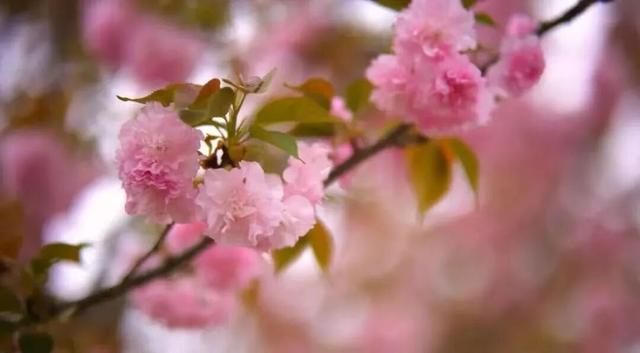 六安春季赏花地图发布！