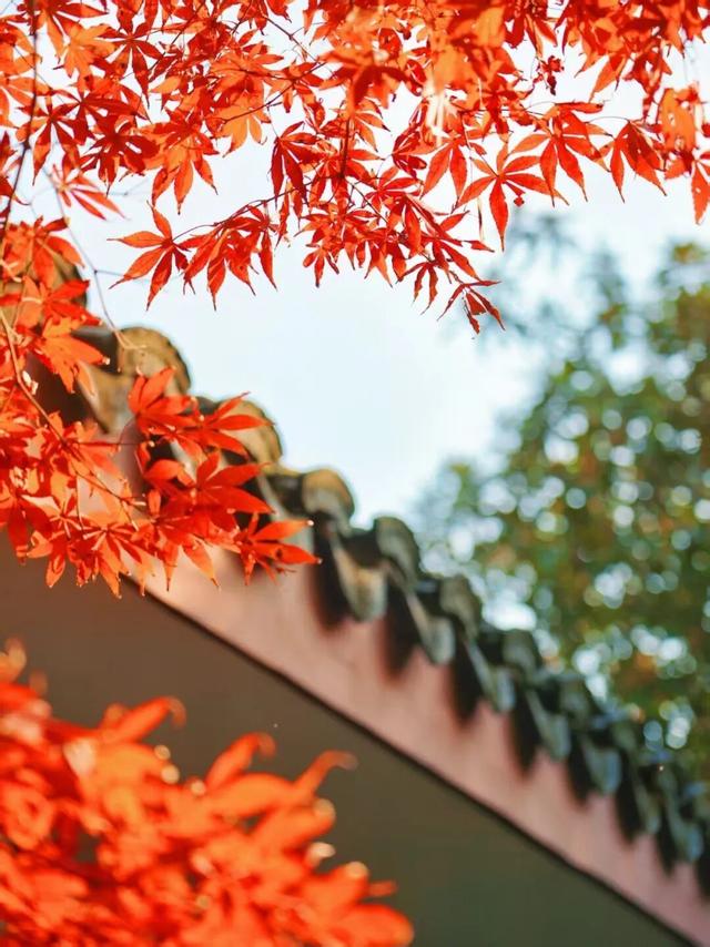 合肥的秋天，不基础