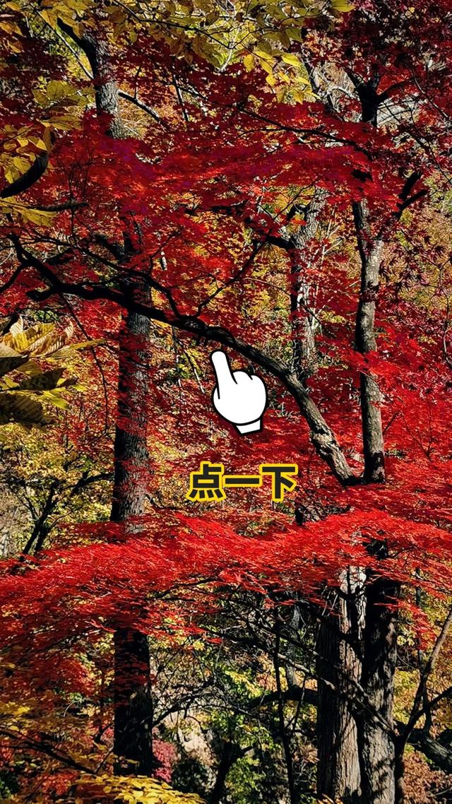 你拍的红叶总“差点意思”？问题可能出在第一步！