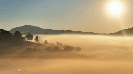 普洱竜竜坝茶园晨雾鎏金，美到心醉