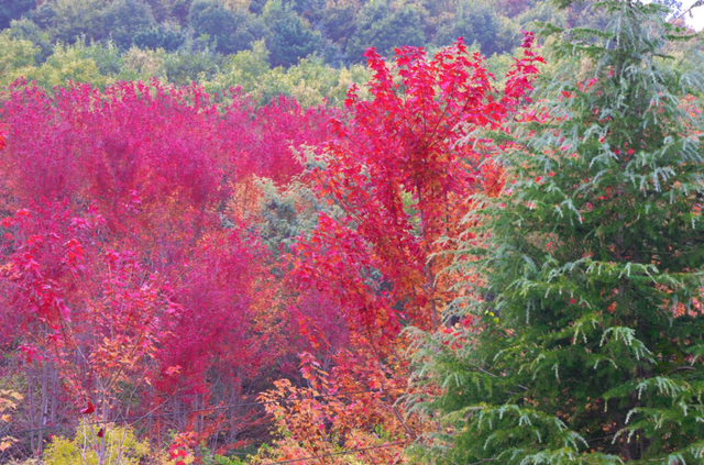 小红书上都在问地址？威海这个红枫湖美成画