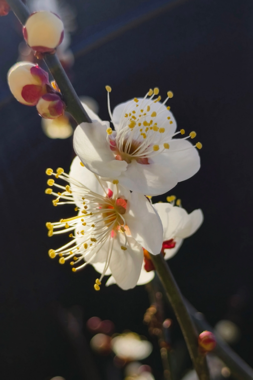 快出门！今年梅花开好啦，就是这么早！