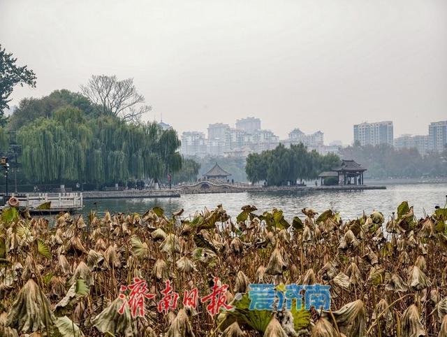 一年四季 泉在济南丨立冬时节，明湖残荷别样美