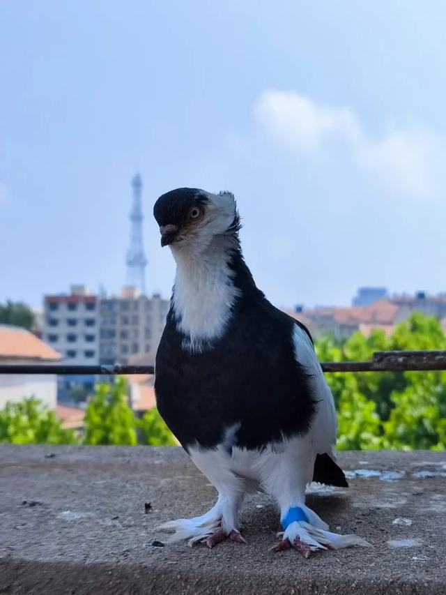 琴岛漫步：有比青岛更浪漫的地方不？