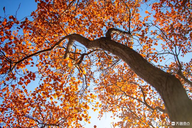 人气超高的蝎子山
