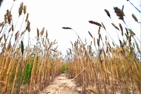 “吃”进麦子“咬”碎秸秆“吐”出麦粒  梯田上的机械化麦收好“丰”光图片