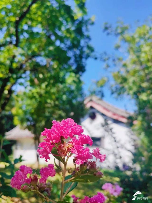组图丨泰山虎山公园：紫薇花开 惊艳盛夏