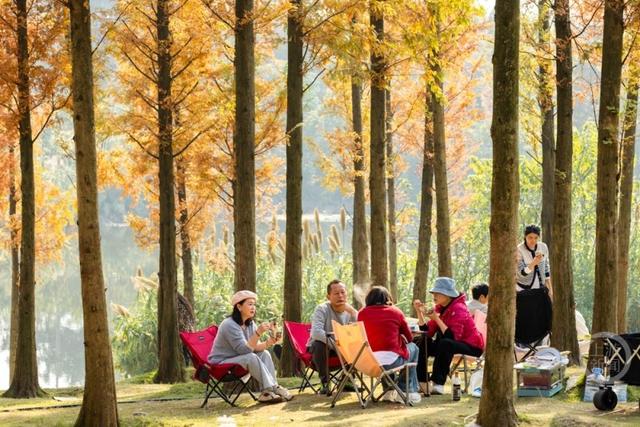 杉林映冬阳 露营拾光暖