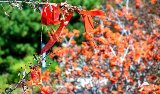 组图丨秋日登高 看泰山花楸染红岱顶