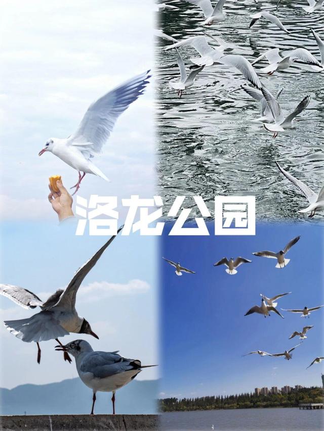 昆明进入红嘴鸥最佳观赏季，周末乘地铁去打卡吧