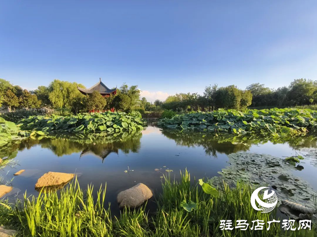 【大美天中】盛夏泌阳：荷影翩跹 湿地流韵