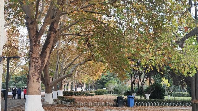 靓丽“秋色”装扮起最美海泊河公园