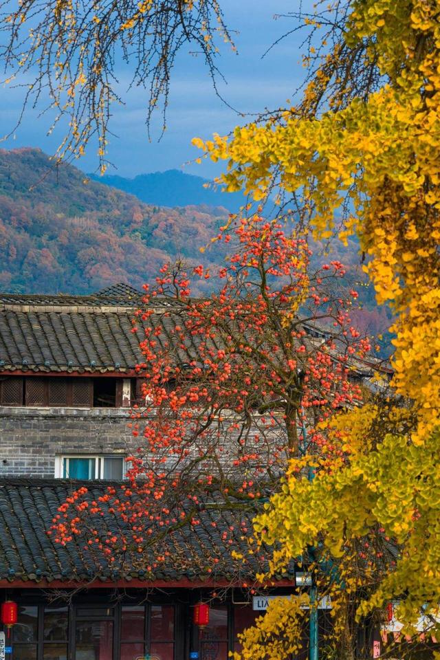 年猪宴、泡温泉、踏雪寻梅……来成都崇州一站式解锁冬日玩法