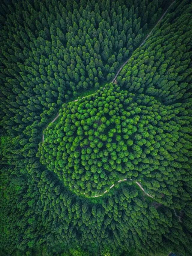 水杉红了！这片「顶流火焰」，再不看就等明年了