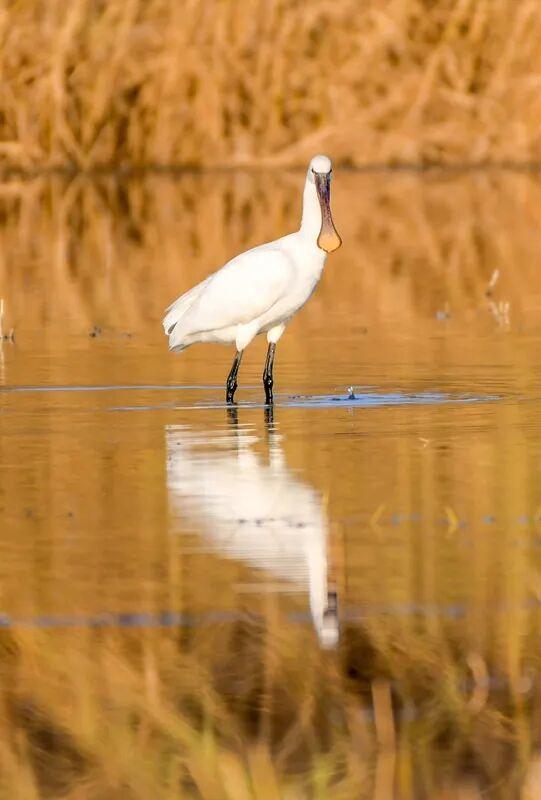 听劝，冬天在洛阳，就要这么玩！