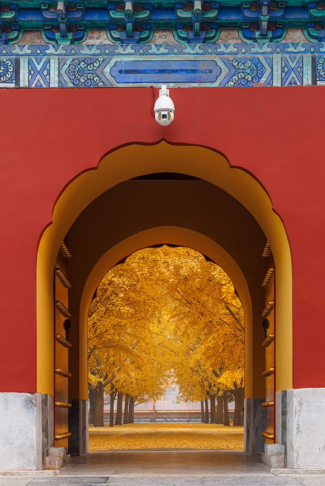 银杏浓烈似金，松柏深翠如墨！京城这景色太美了