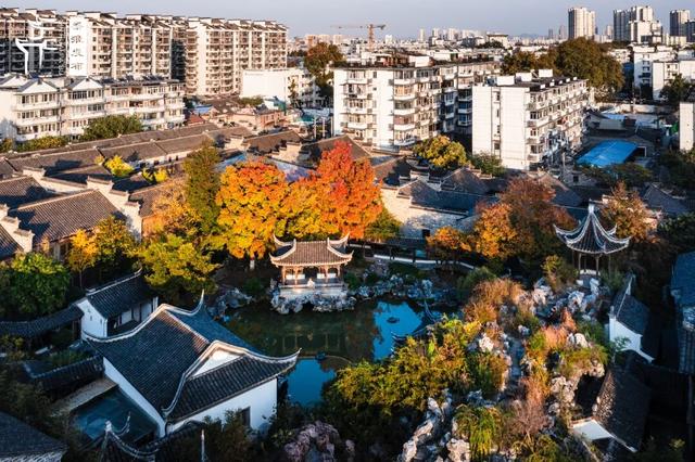 秦淮花事｜乌桕斑斓，半城秋色入画来