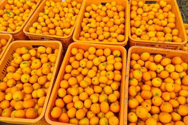 赏花、摘果、逛古镇，玩一天根本不够！